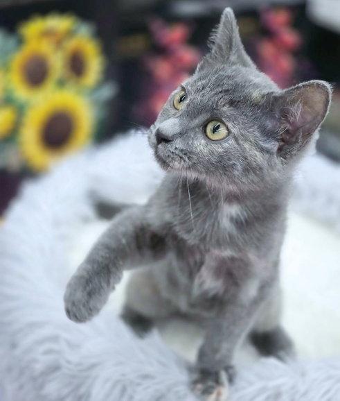 Priya, a Adoptable mixed breed in Anaheim Hills, CA image 3/3
