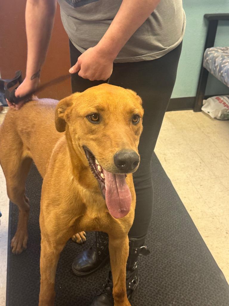 Tatum, Adoptable, Young Male Doberman Pinscher & Rhodesian Ridgeback.