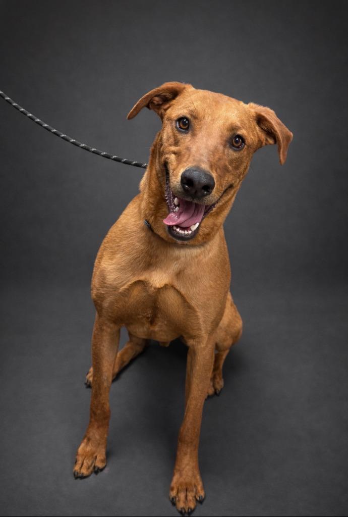 Enlarge Tatum, a Adoptable mixed breed in Rock Springs, WY image 2/2