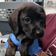 Enlarge Rutabaga, a ADOPTABLE mixed breed in Danbury, CT image 1/1