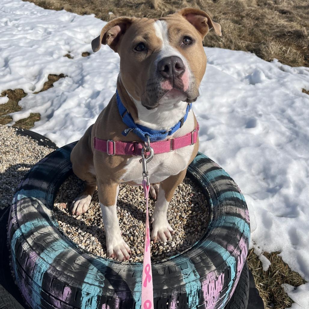 Enlarge Mango, a Adoptable Mixed Breed in Waukesha, WI image 2/6