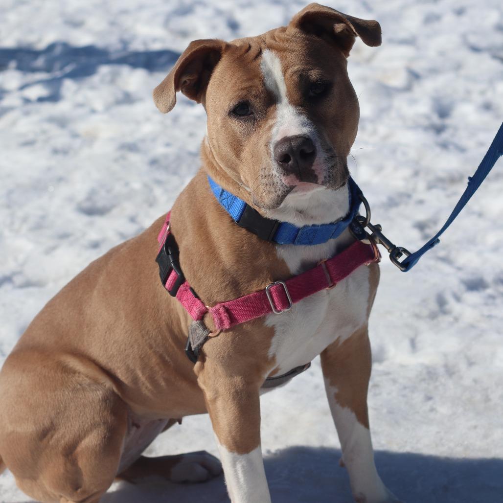 Enlarge Mango, a Adoptable Mixed Breed in Waukesha, WI image 5/6