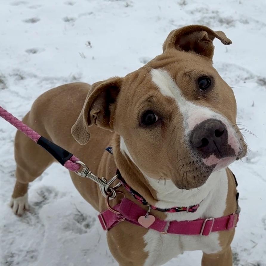 Enlarge Mango, a Adoptable Mixed Breed in Waukesha, WI image 6/6