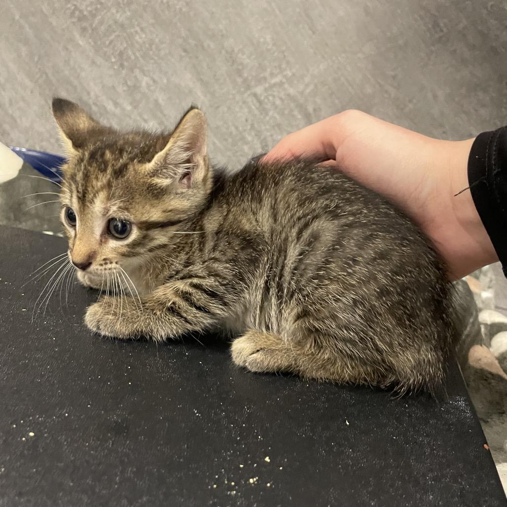 Jasmine, Adoptable, Kitten Female American Shorthair.