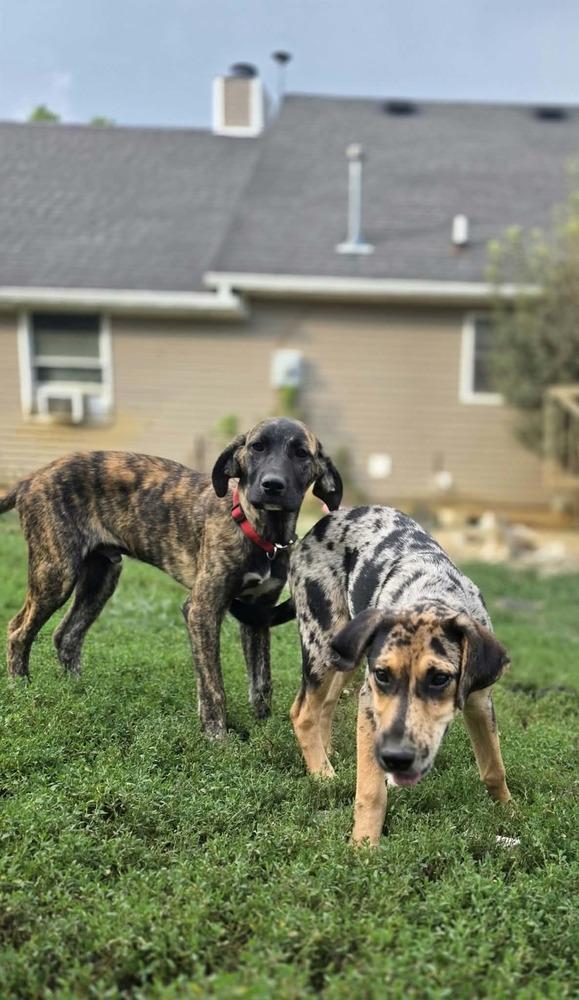 Enlarge Beloved Babes : Branham, a Adopted mixed breed in Aurora, IN image 1/6