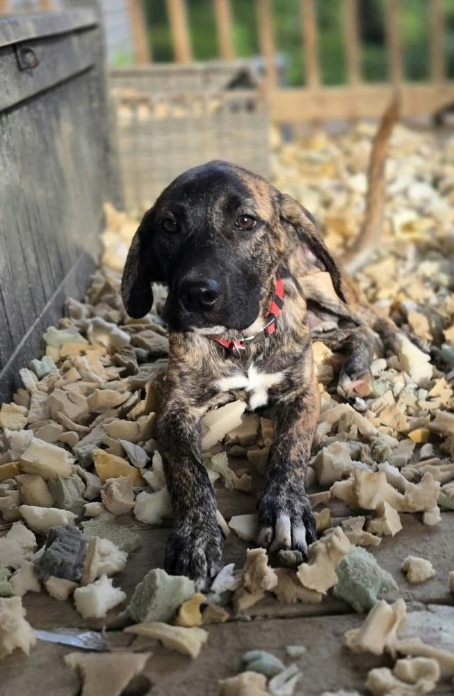 Enlarge Beloved Babes : Branham, a Adopted mixed breed in Aurora, IN image 2/6