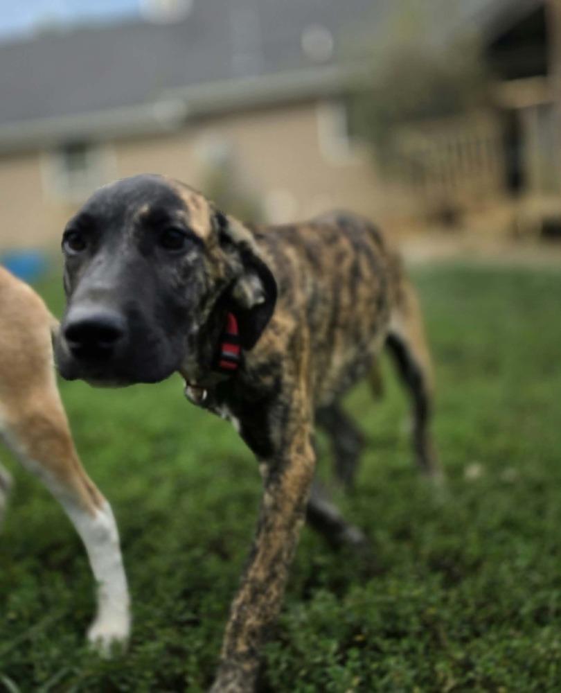 Enlarge Beloved Babes : Branham, a Adopted mixed breed in Aurora, IN image 3/6