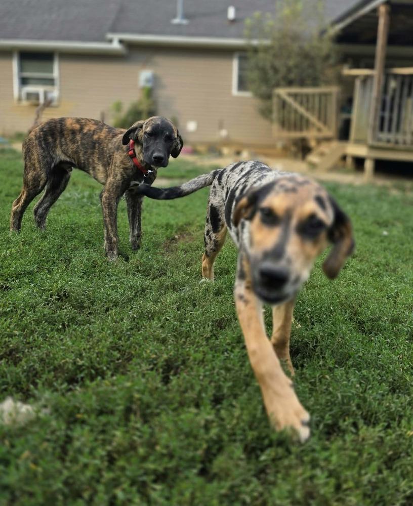 Enlarge Beloved Babes : Branham, a Adopted mixed breed in Aurora, IN image 4/6