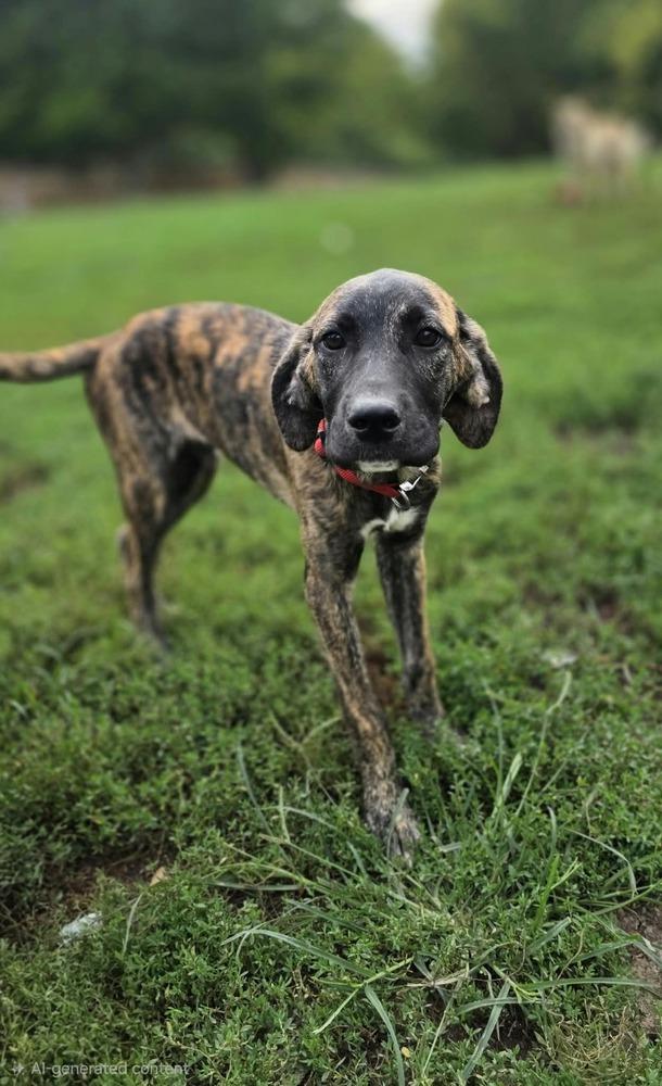 Enlarge Beloved Babes : Branham, a Adopted mixed breed in Aurora, IN image 5/6