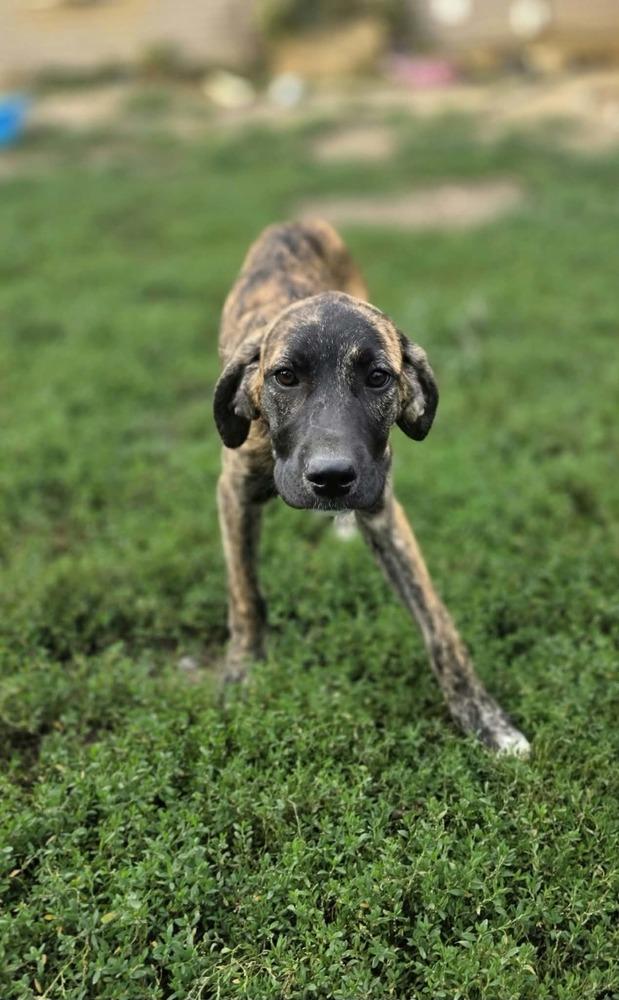 Enlarge Beloved Babes : Branham, a Adopted mixed breed in Aurora, IN image 6/6