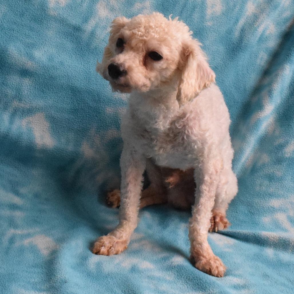 Statler, Adoptable, Adult Male Miniature Poodle & Mixed Breed.