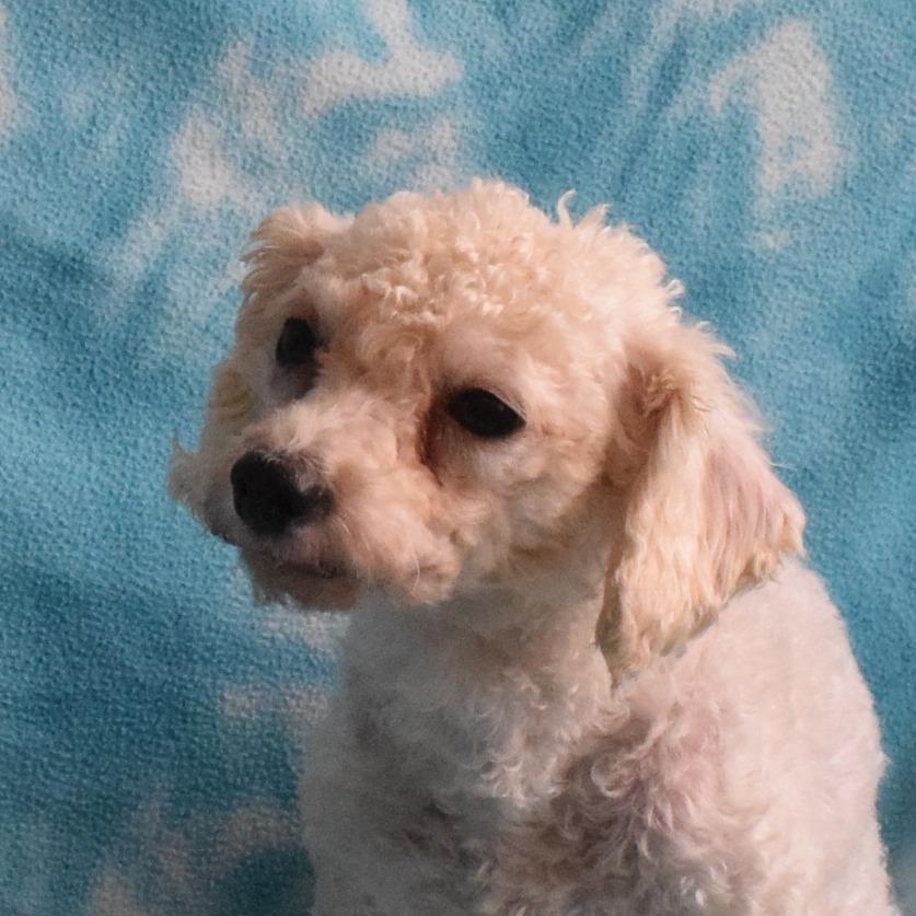 Statler, a Adoptable mixed breed in Eureka, CA image 2/3