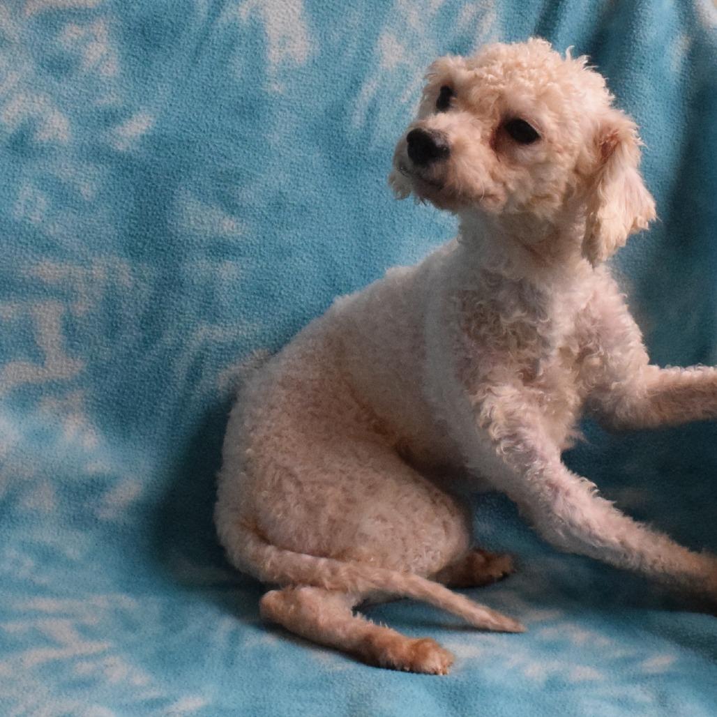 Statler, a Adoptable mixed breed in Eureka, CA image 3/3