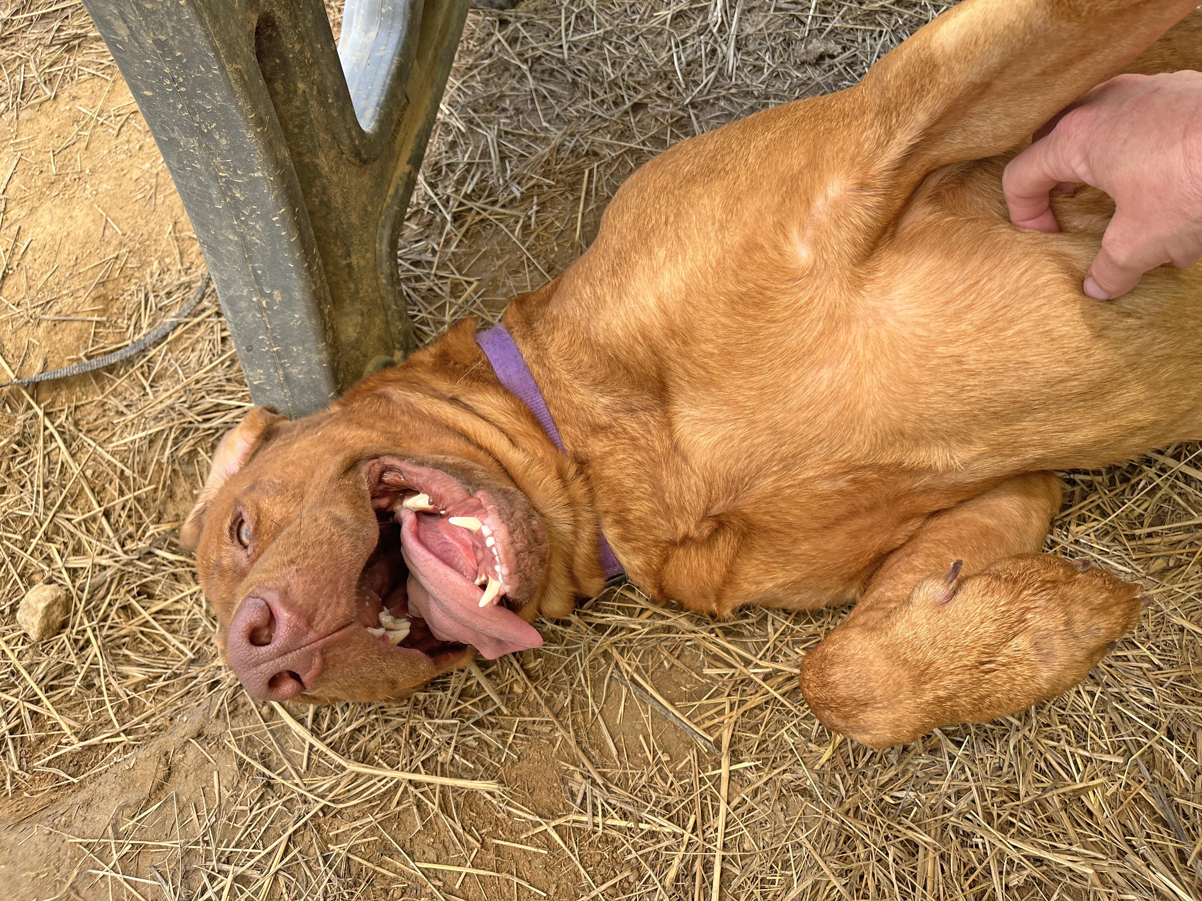 Enlarge Benny, a ADOPTABLE mixed breed in Marshall, NC image 6/6
