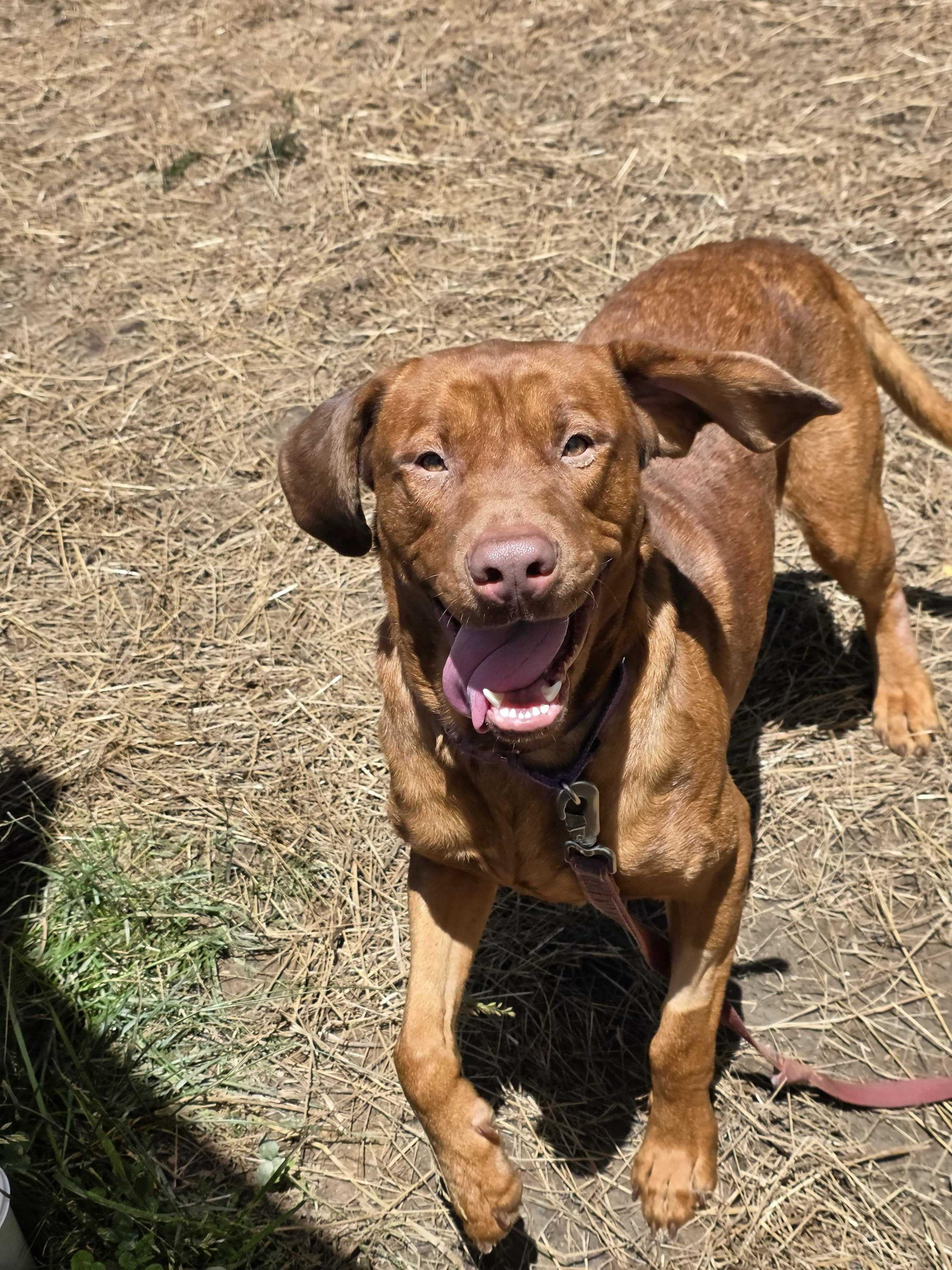 Benny Bug, a ADOPTABLE mixed breed in Marshall, NC image 2/3