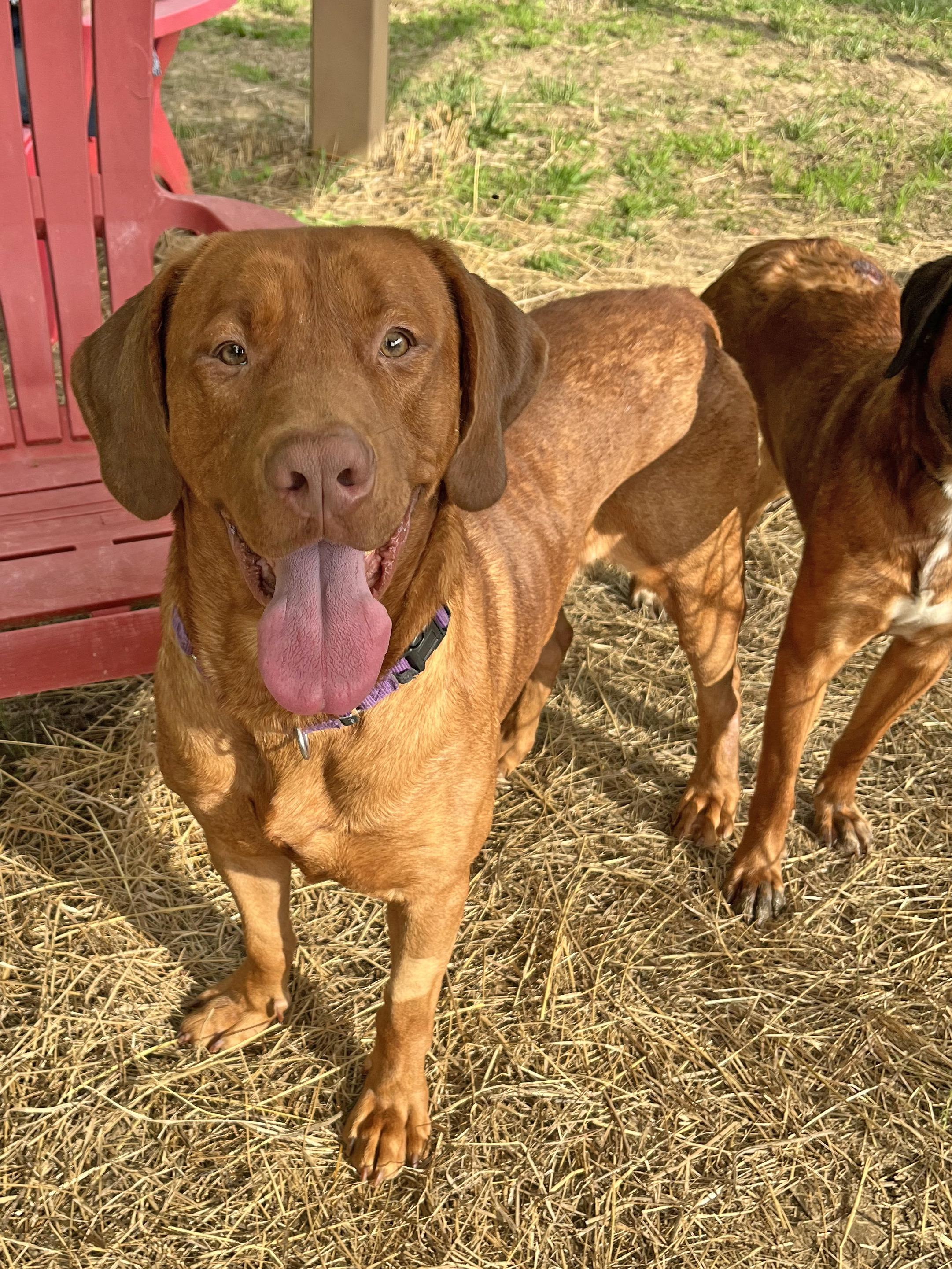 Benny Bug, ADOPTABLE, Adult Male Labrador Retriever.