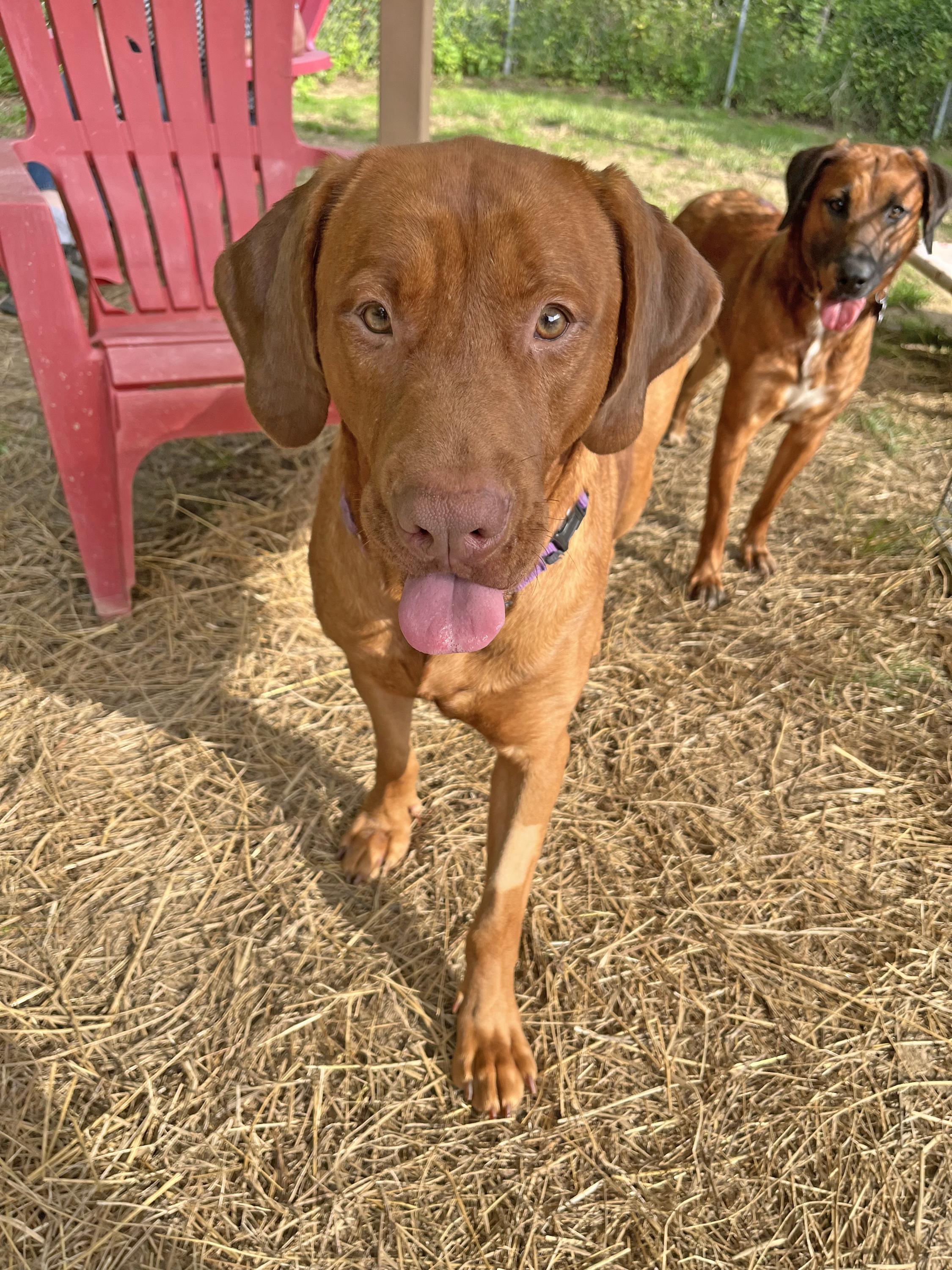 Benny Bug, a ADOPTABLE mixed breed in Marshall, NC image 3/3
