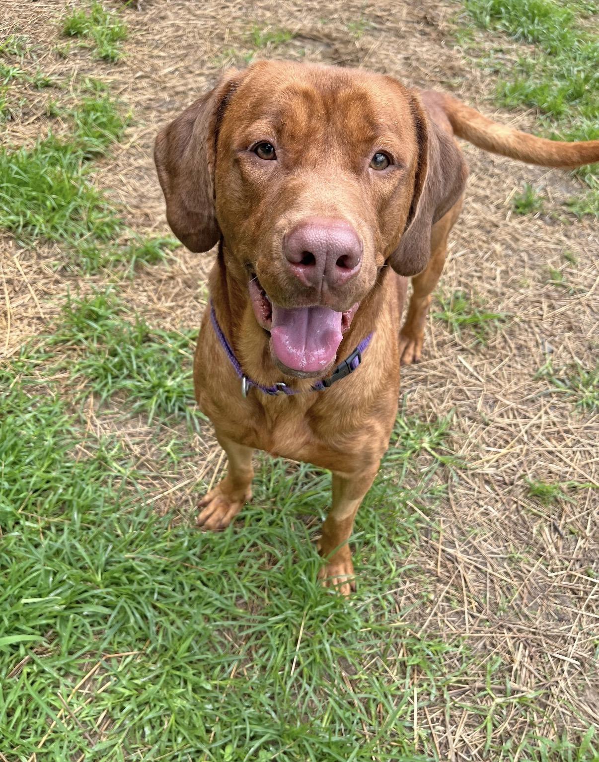 Benny, ADOPTABLE, Adult Male Labrador Retriever.