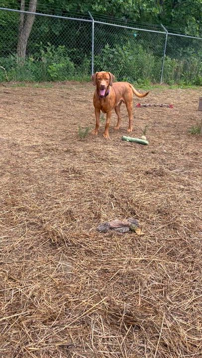 Enlarge Benny, a ADOPTABLE mixed breed in Marshall, NC video 5/6