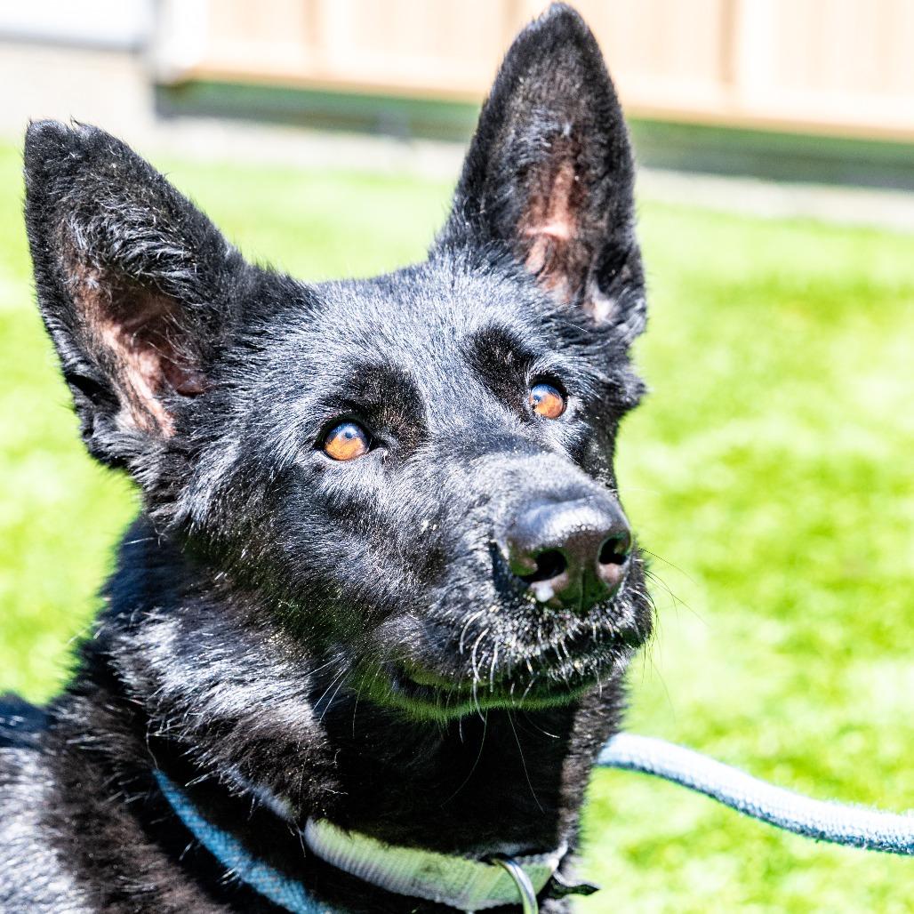 Buffy, Adoptable, Adult Female German Shepherd Dog & Mixed Breed.