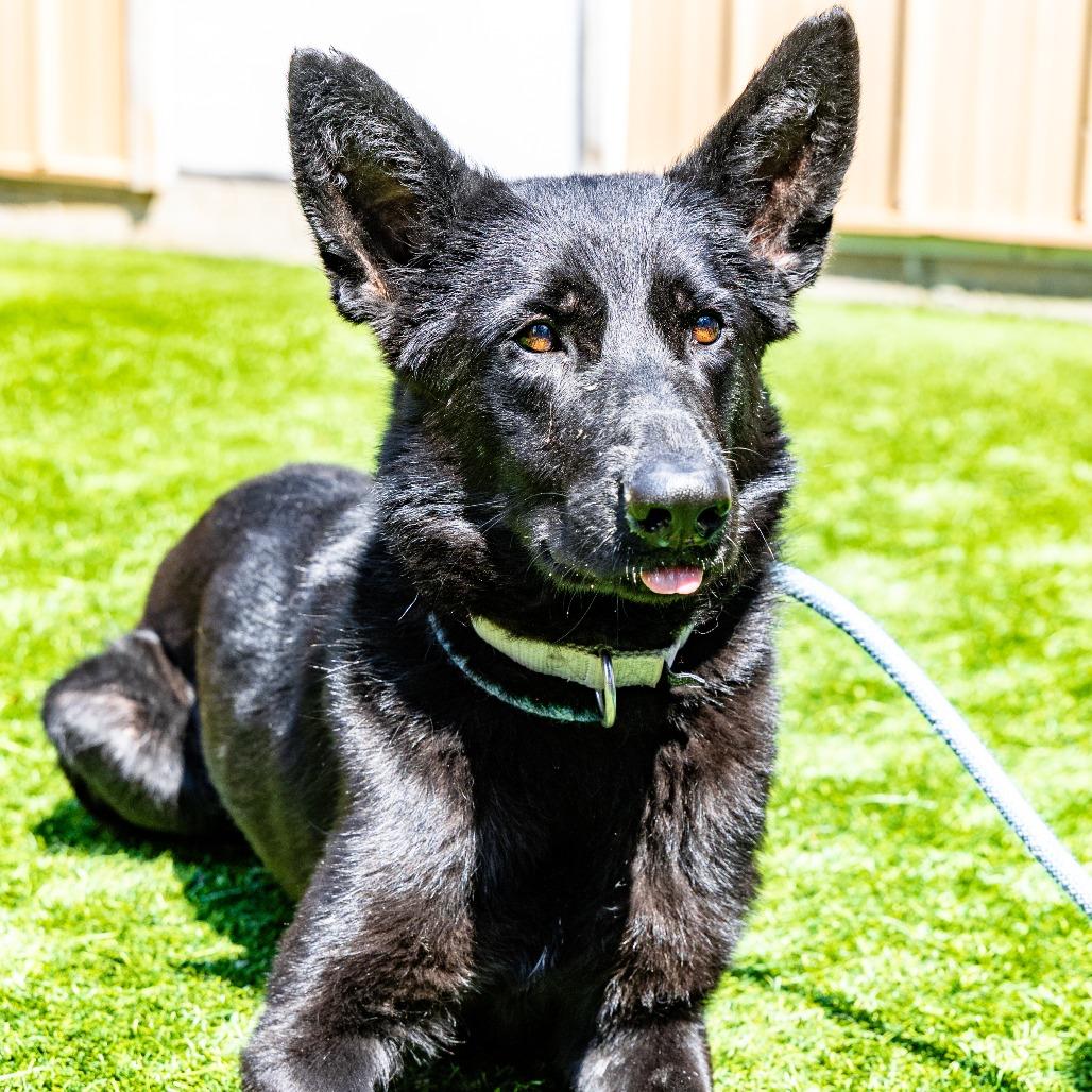Enlarge Buffy, a Adoptable mixed breed in Naperville, IL image 2/6