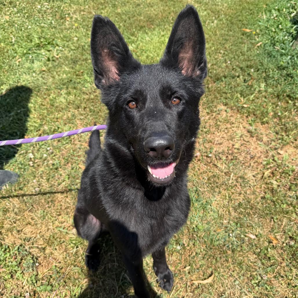 Enlarge Buffy, a Adoptable mixed breed in Naperville, IL image 3/6
