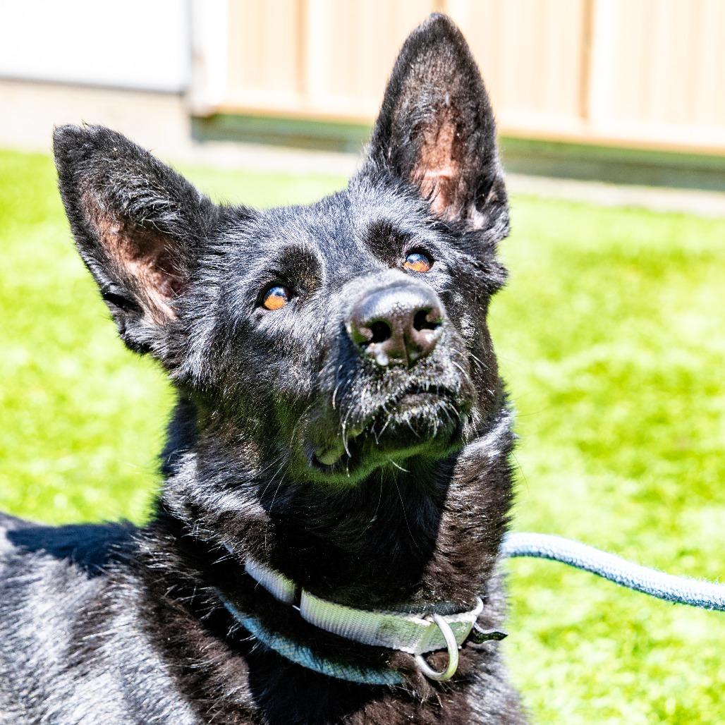 Enlarge Buffy, a Adoptable mixed breed in Naperville, IL image 4/6