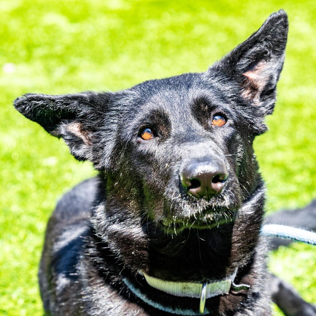Enlarge Buffy, a Adoptable mixed breed in Naperville, IL image 5/6