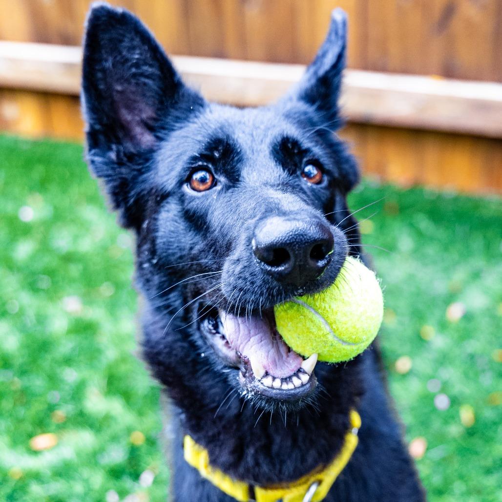 Enlarge Buffy, a Adoptable mixed breed in Naperville, IL image 5/6