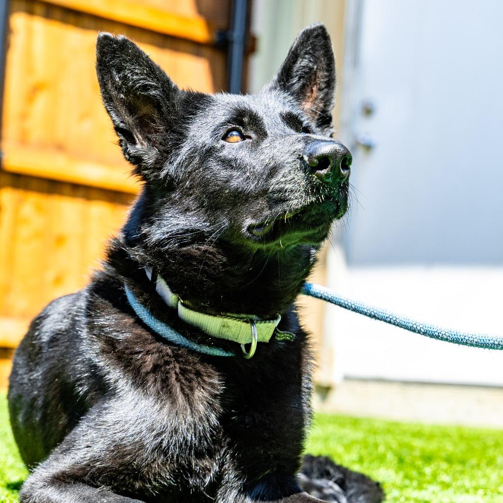 Enlarge Buffy, a Adoptable mixed breed in Naperville, IL image 6/6