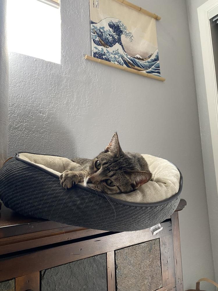 Strawberry, Adoptable, Adult Female Domestic Short Hair.