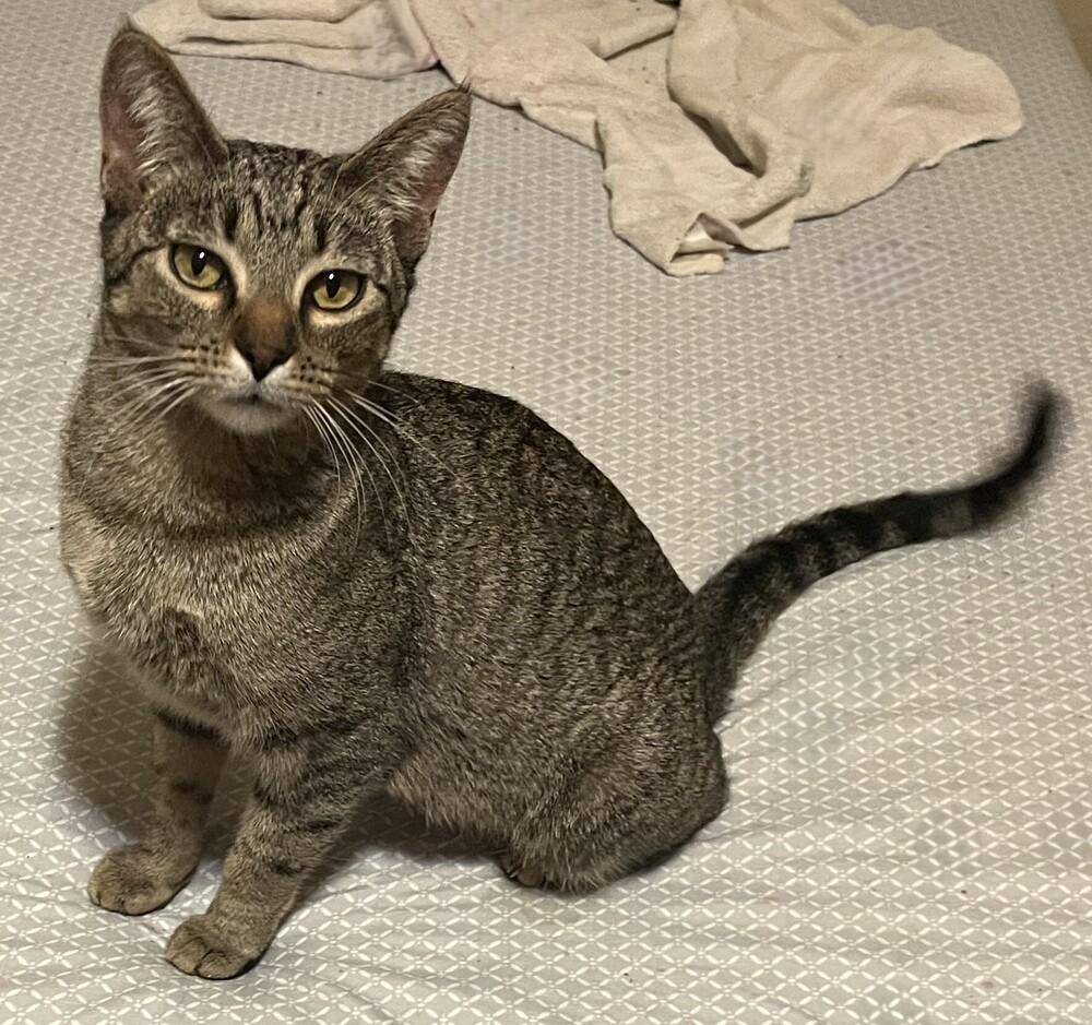 Enlarge Strawberry, a Adoptable mixed breed in Lafayette, CO image 2/6