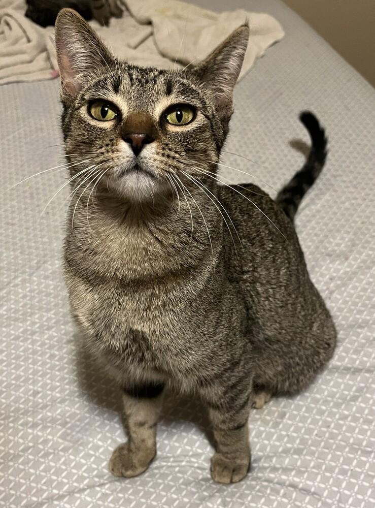 Enlarge Strawberry, a Adoptable mixed breed in Lafayette, CO image 4/6