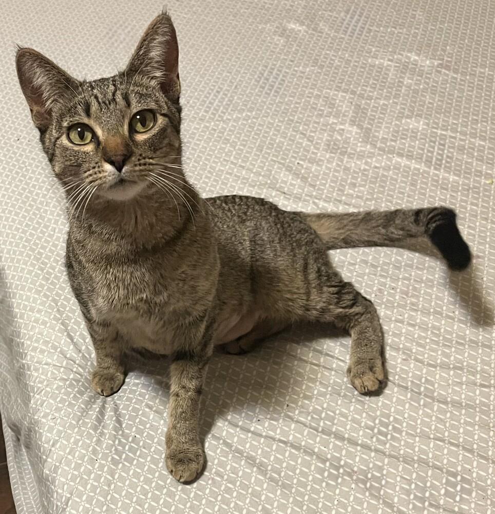 Enlarge Strawberry, a Adoptable mixed breed in Lafayette, CO image 5/6