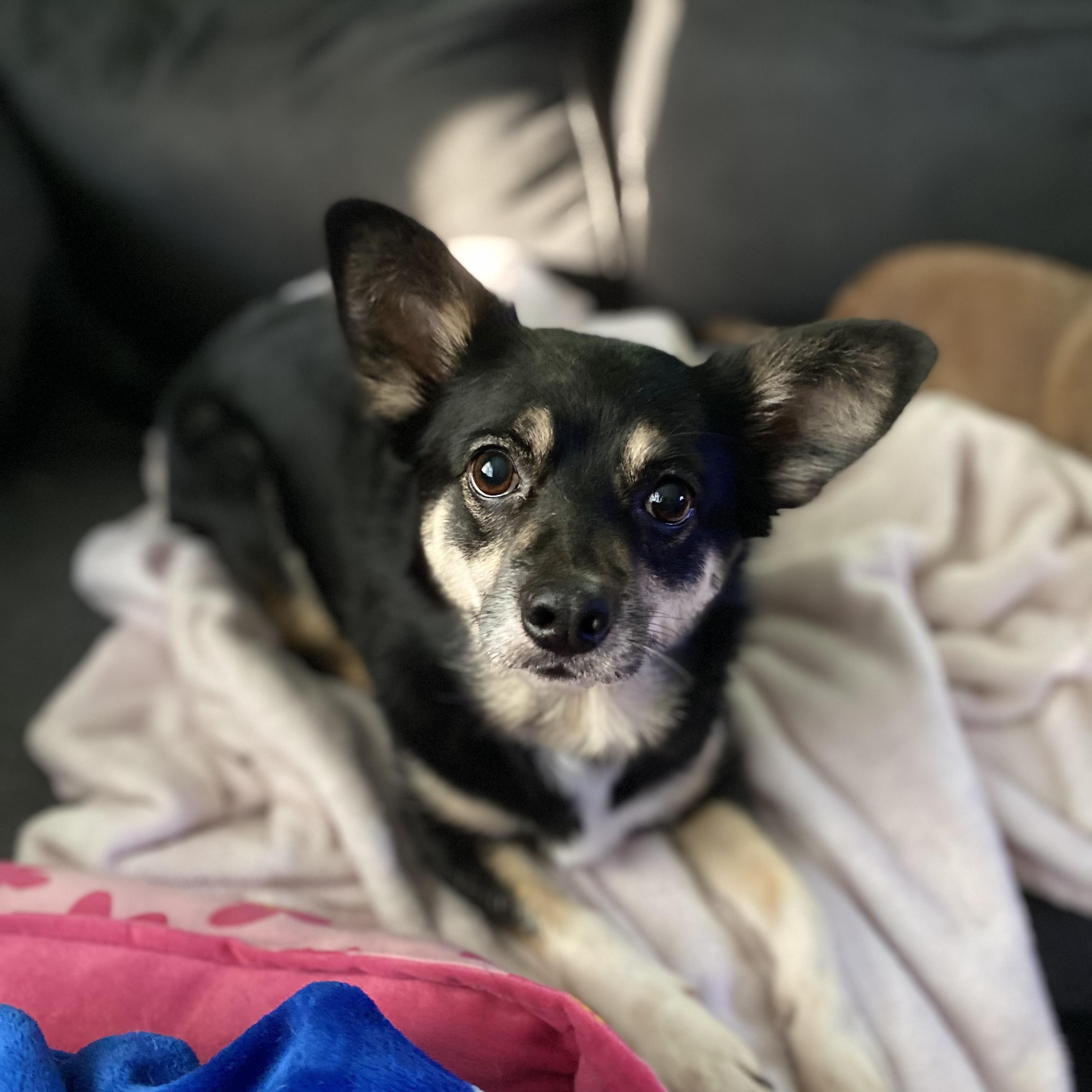 Luna, Adoptable, Adult Female Chiweenie.