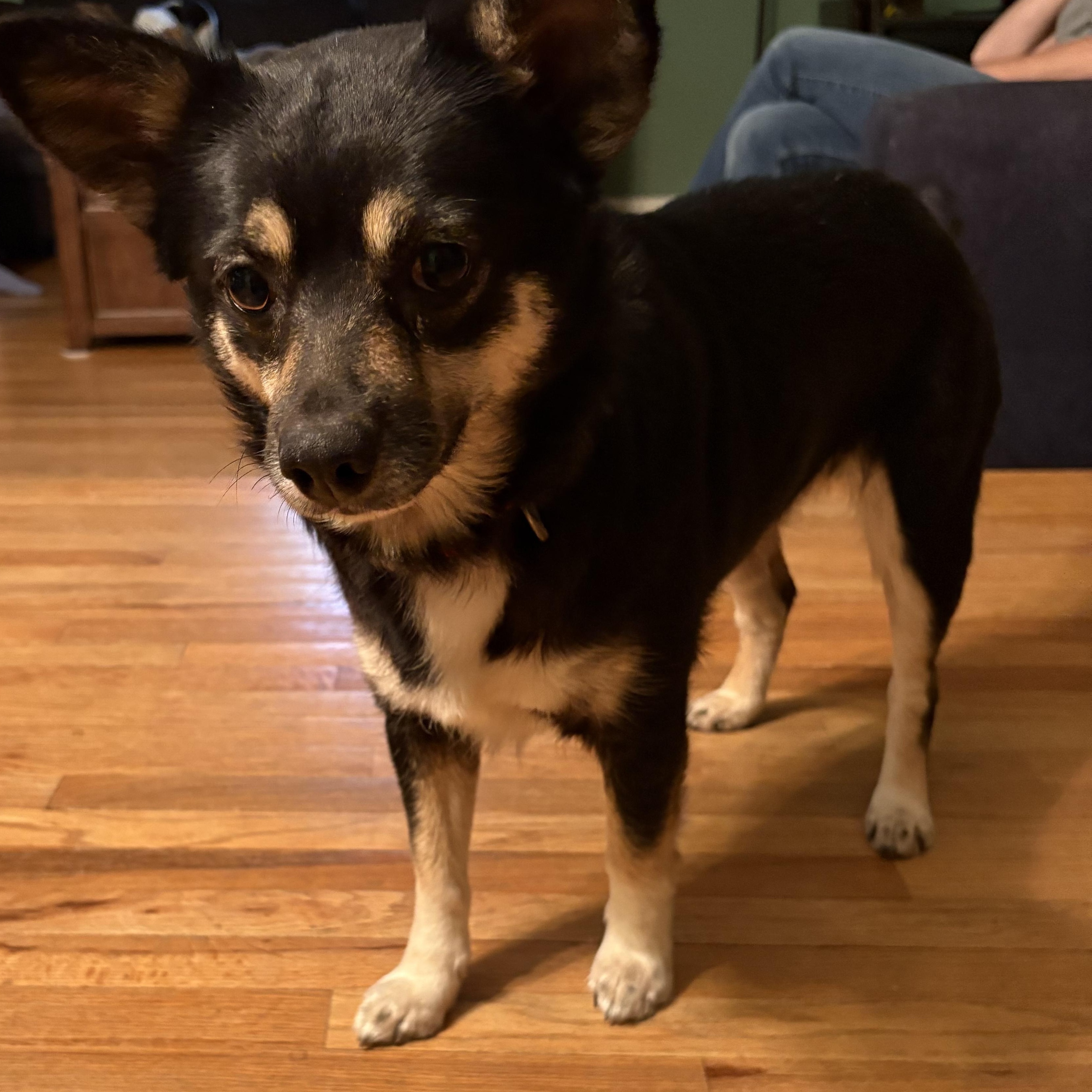 Enlarge Luna, a Adoptable mixed breed in Lake Forest, IL image 3/6