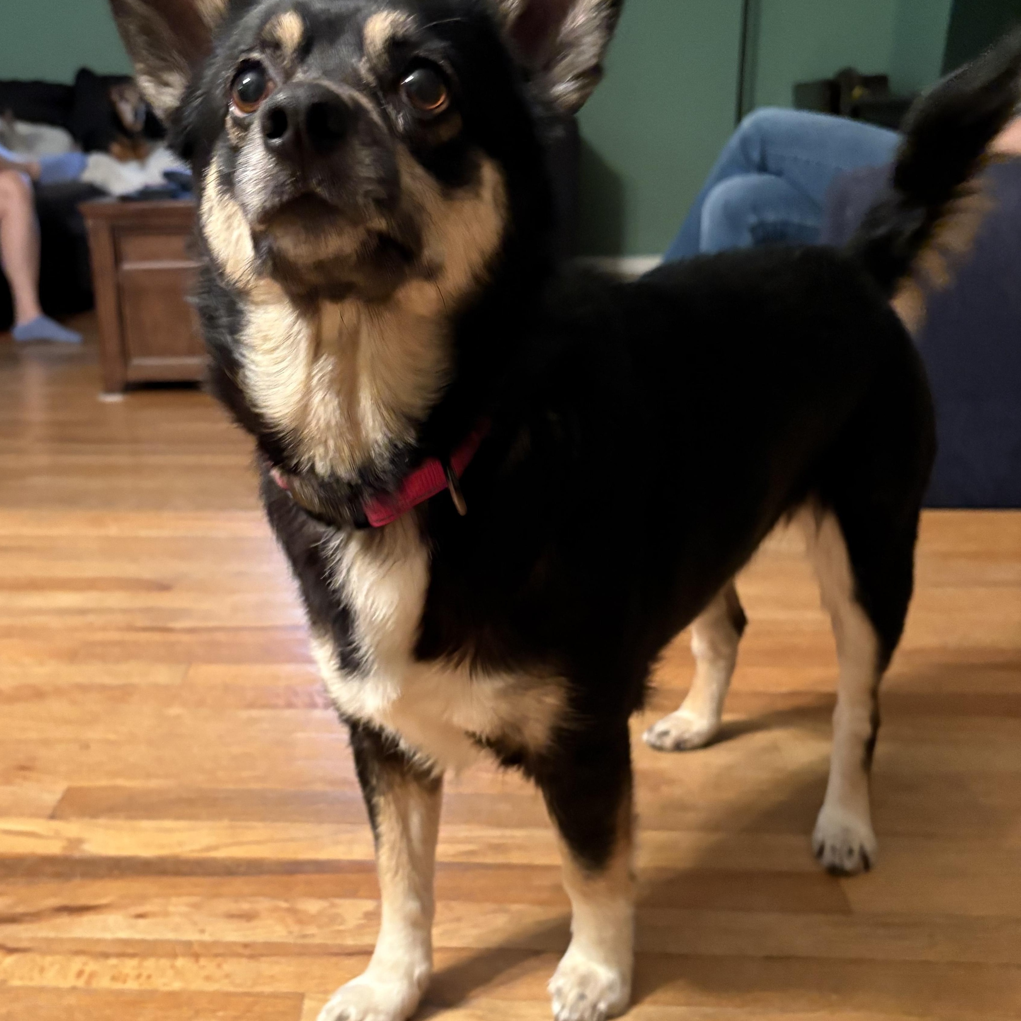 Enlarge Luna, a Adoptable mixed breed in Lake Forest, IL image 4/6