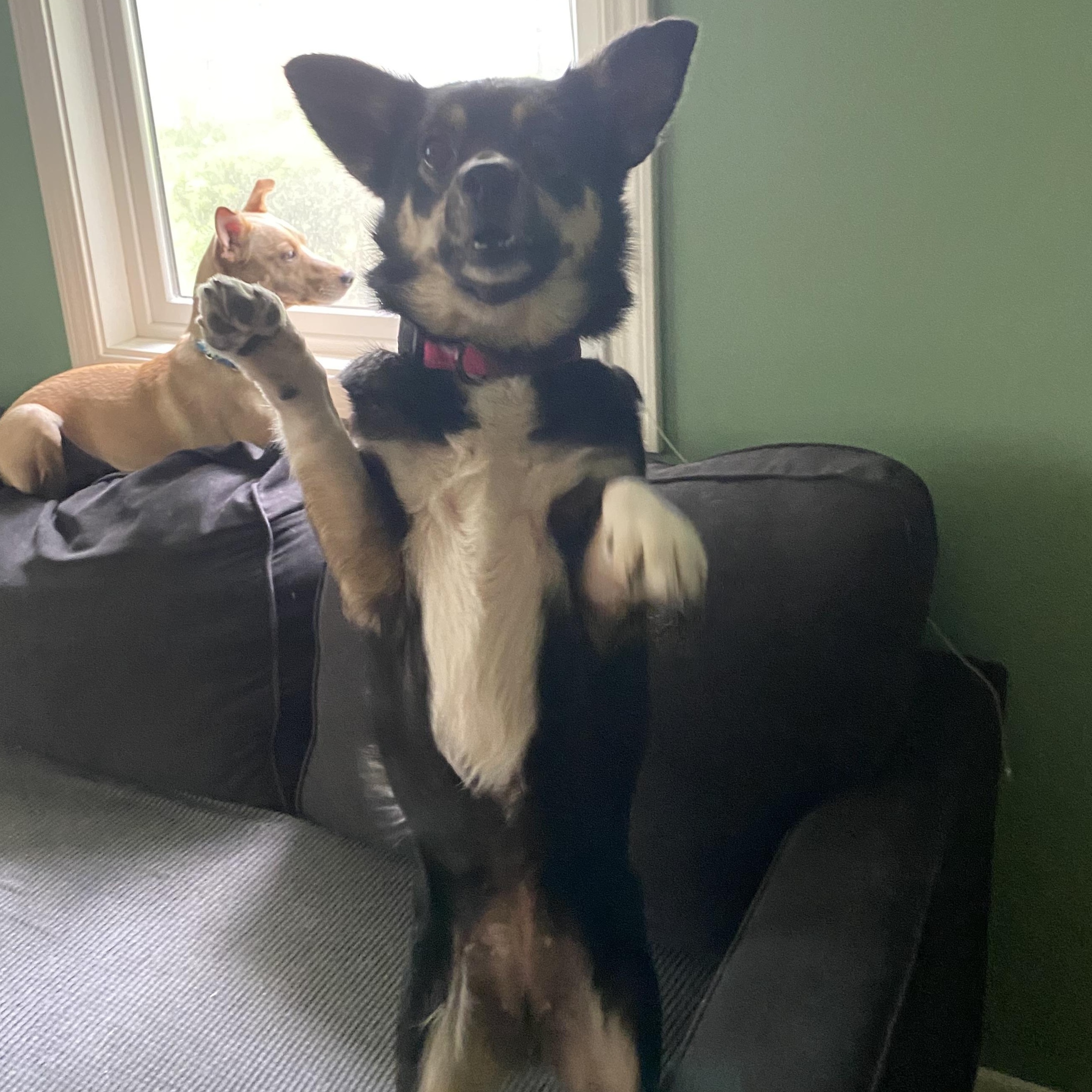 Enlarge Luna, a Adoptable mixed breed in Lake Forest, IL image 6/6