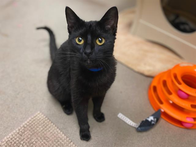 Enlarge JUNIOR, a Adoptable Domestic Short Hair in Fort Wayne, IN image 1/1