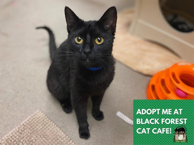 JUNIOR, Adoptable, Young Male Domestic Short Hair.