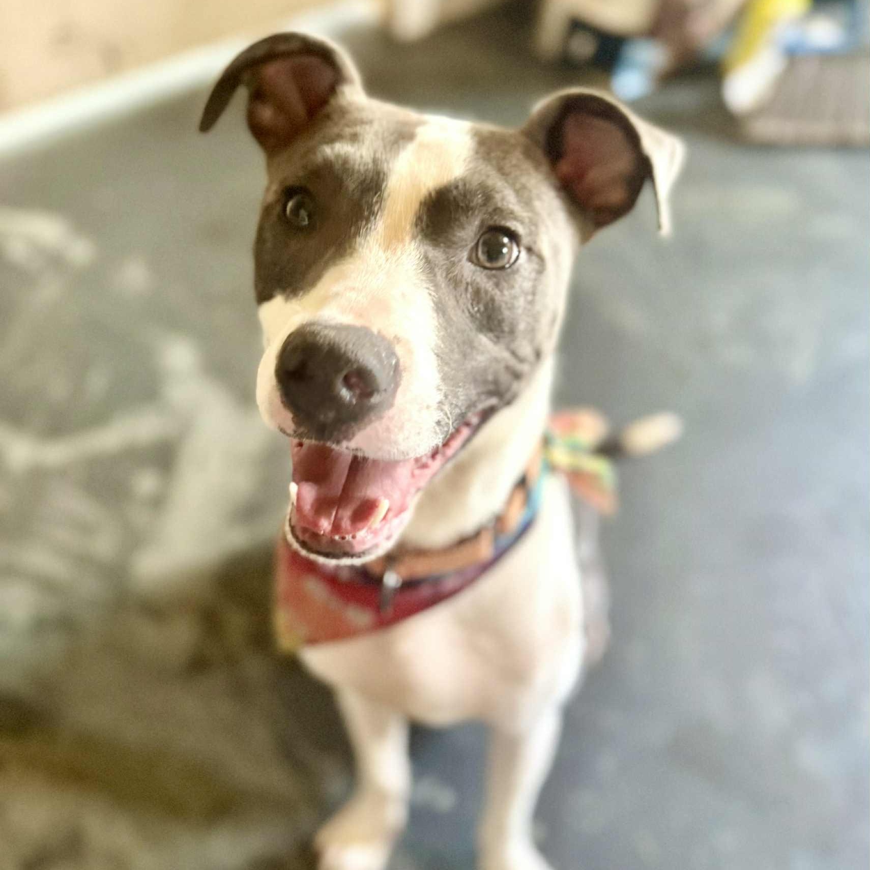 Hank
