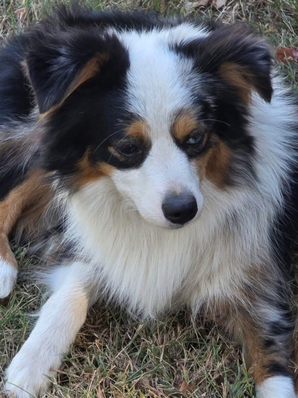 Enlarge Bailey, a Adopted Australian Shepherd in Seville, OH image 3/3