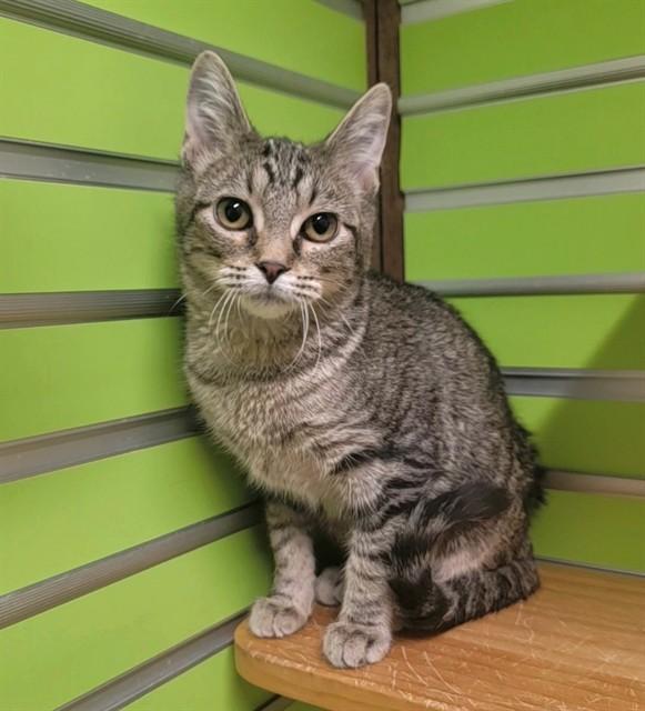 Enlarge YOSHI, a Adoptable Domestic Short Hair in Saint Peters, MO image 1/1