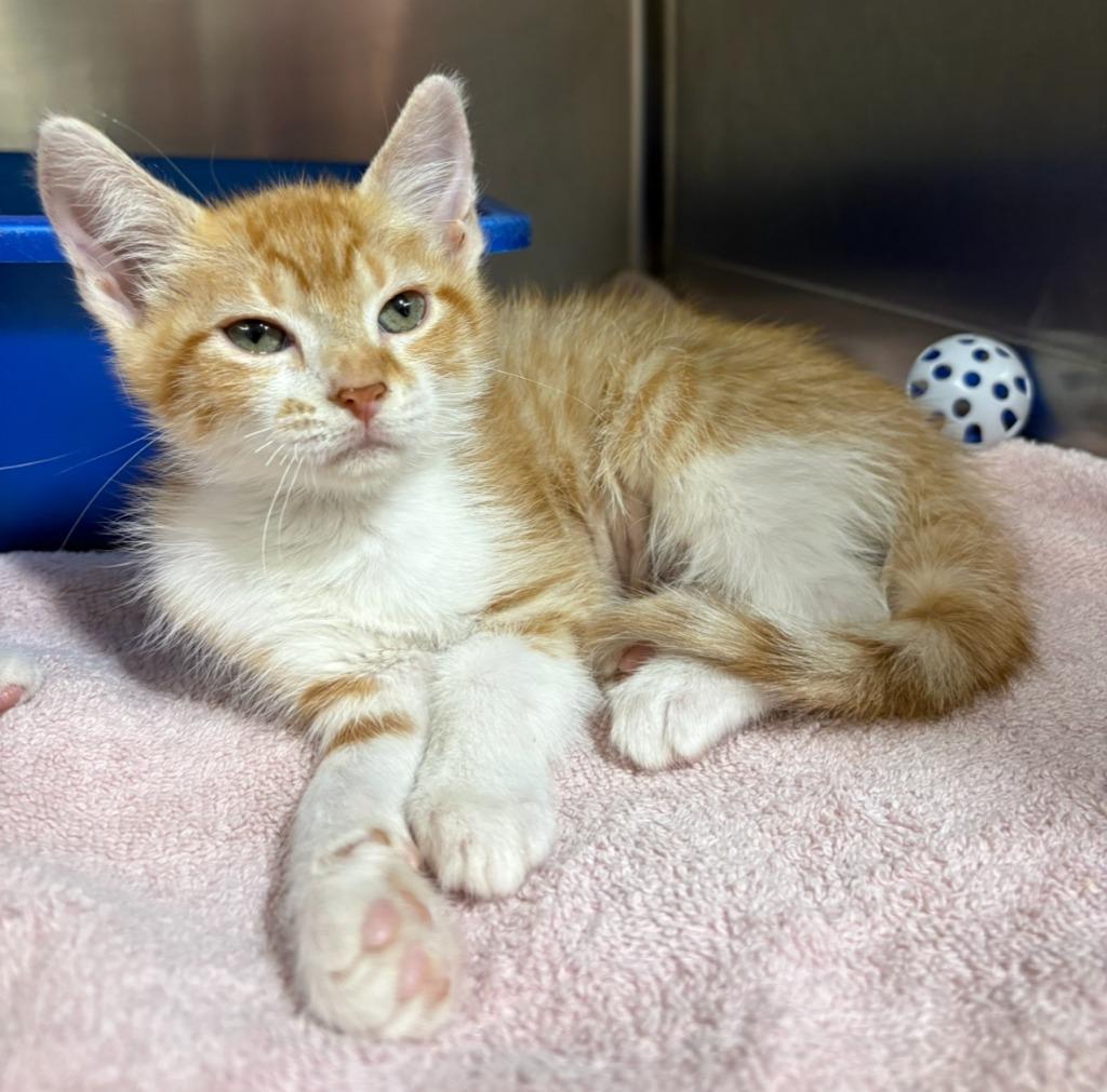 Galaga, a Adoptable mixed breed in Corpus Christi, TX image 1/2