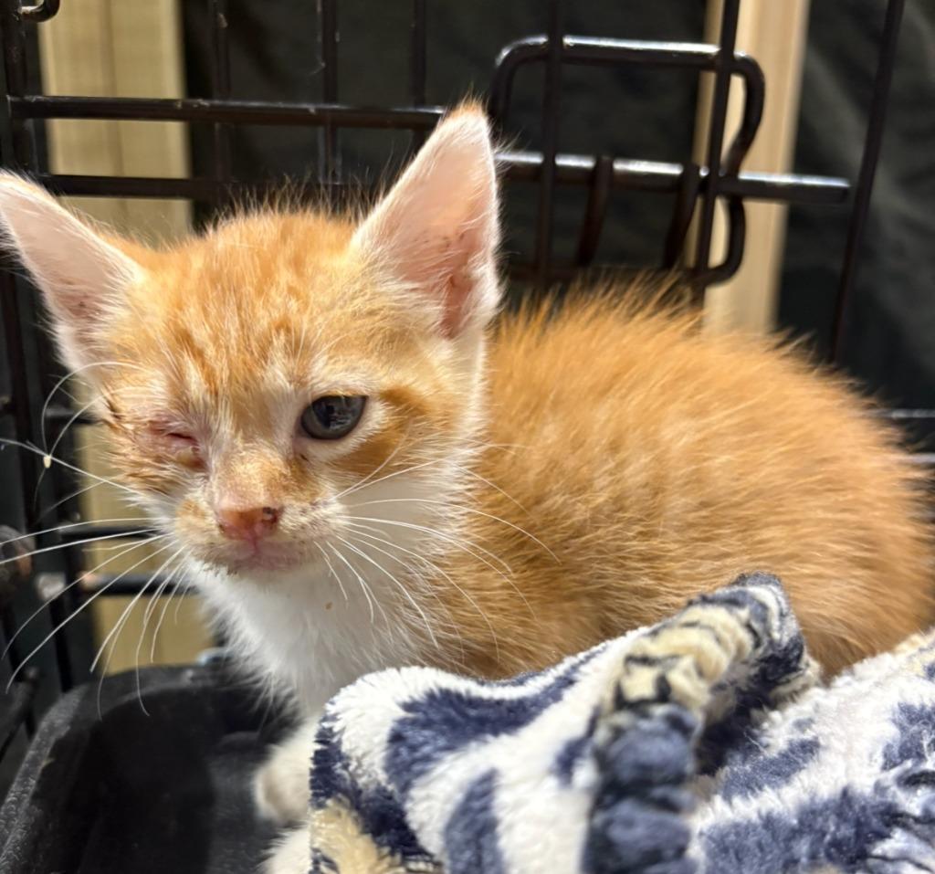 Galaga, a Adoptable mixed breed in Corpus Christi, TX image 2/2