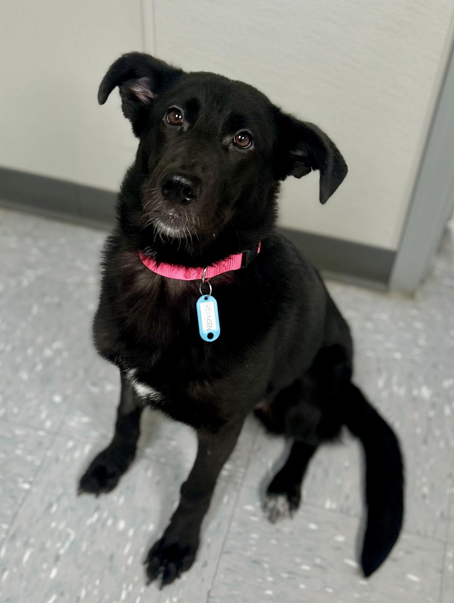 Enlarge Nashville, a ADOPTABLE mixed breed in New Philadelphia, OH image 1/1