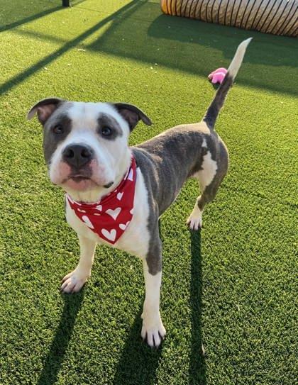 Enlarge Dallas, a Adoptable mixed breed in Chesapeake, VA image 1/3