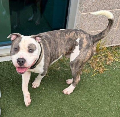 Dallas, Adoptable, Young Male Pit Bull Terrier & Mixed Breed.