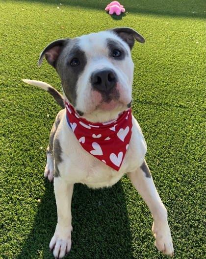 Enlarge Dallas, a Adoptable mixed breed in Chesapeake, VA image 2/3