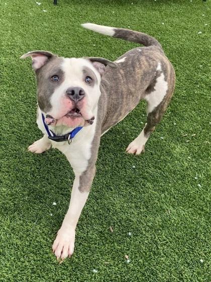 Dallas, Adoptable, Young Male Pit Bull Terrier & Mixed Breed.